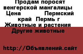 Продам поросят венгерской мангалицы › Цена ­ 5 000 - Пермский край, Пермь г. Животные и растения » Другие животные   